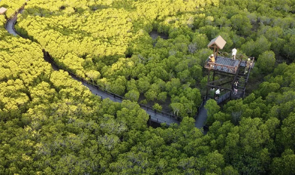 攀武里紅樹林森林散步